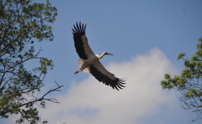 7 bin kilometre yol kat edip gelen leylekler için ’hoş geldin’ etkinliği