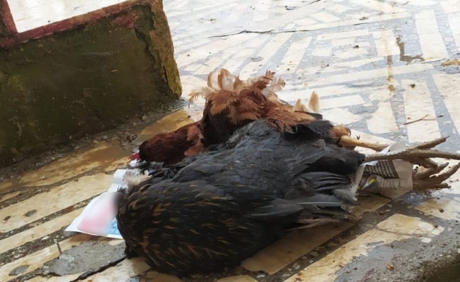 Aç kalan sokak köpekleri tavukları parçaladı