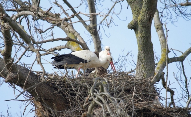 Afrika’dan göcen leylekler Samsun’a geldi