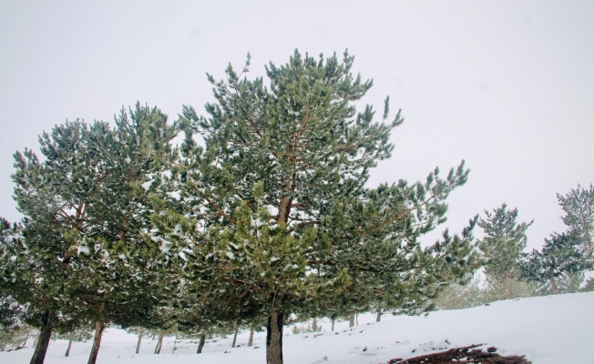 Ağrı’da kar altında kalan ağaçlar göz kamaştırdı