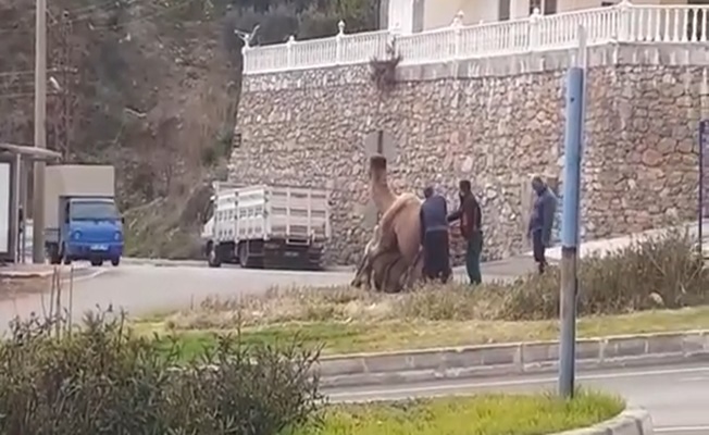 Alanya’da develer sokak ortasında çiftleştirildi