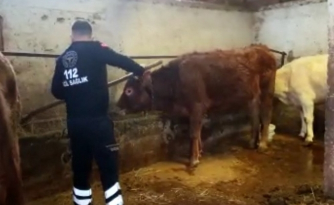 Amasya’da 112 ekibi, karantinadaki yaşlı kadının ineklerini besledi