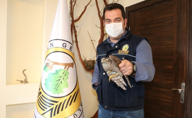 Amasya’da bahçede yaralı halde bulunan atmaca korumaya alındı