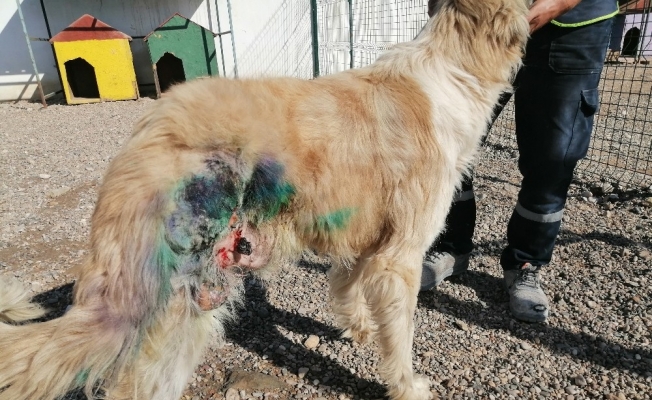 Av tüfeğiyle vurularak yaralanan köpek tedavi edildi
