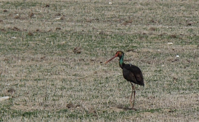 Avrupa’ya göç eden kara leylek Konya’da konakladı