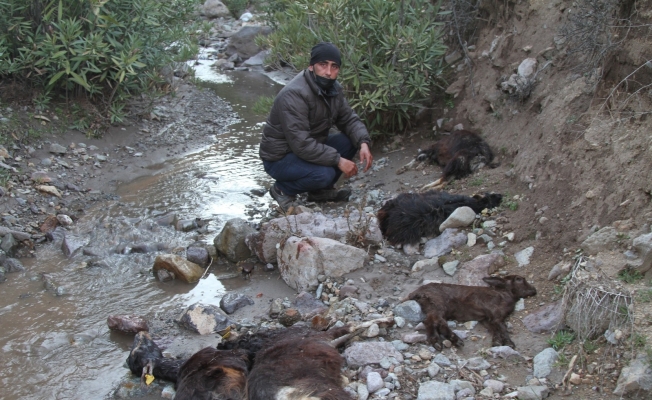 Ayvalık’ta demir madeni atıklarının meradaki keçileri zehirlediği iddiası
