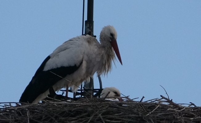 Baharın habercisi leylek erken geldi