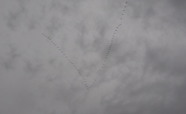 Baharın müjdecisi göçmen kuşların uzun yolculuğu