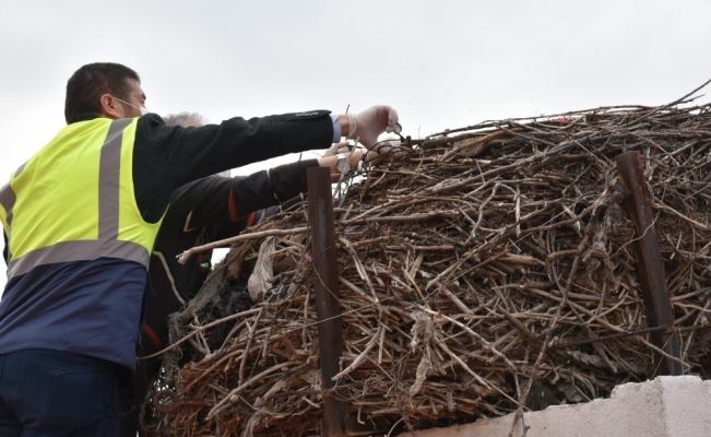 Başkan ve profesör leylekler için belediye binasının çatısına çıktı