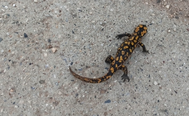 Batman’da benekli Anadolu semenderi görüntülendi