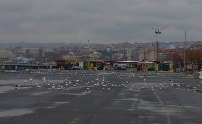 Boş kalan sahil, martılara kaldı