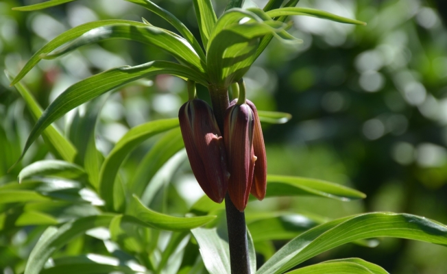 Bu çiçeği koparan bir araç fiyatı kadar ceza ödüyor