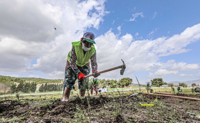 Buca’da ormanlık alana İzmirliler adına 500 fidan dikildi
