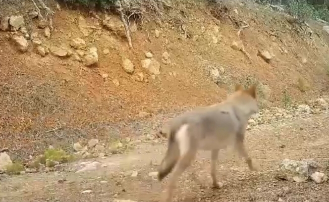 Burdur’da doğal yaşam fotokapan ile görüntülendi