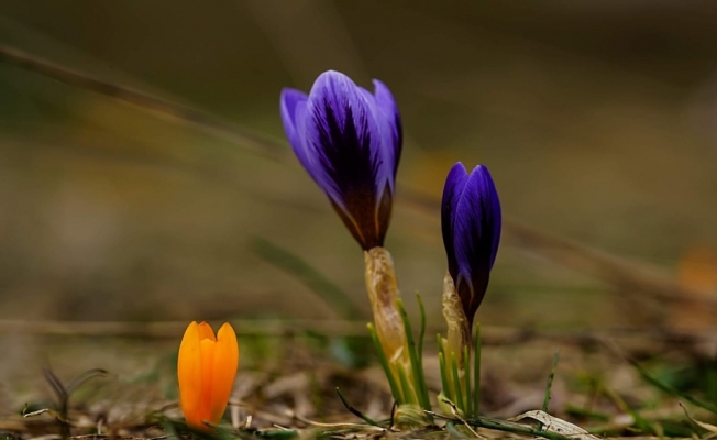 Bursa’da baharın müjdecisi kardelenler çiçek açtı