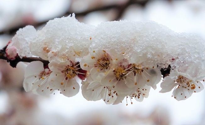 Çiçek açan meyve ağaçları kar altında kaldı