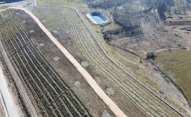 Çöplük, lavanta bahçesine dönüştü