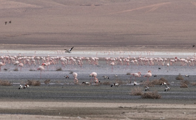 Düden Gölü’ndeki flamingo sayısı düştü