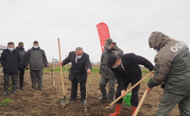 Edirne’de yanan ormanlar küllerinden doğuyor