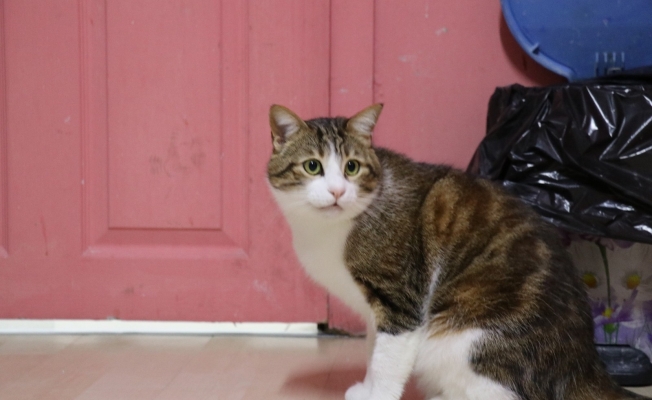 Evcil hayvanlar için mikroçip zorunlu oldu