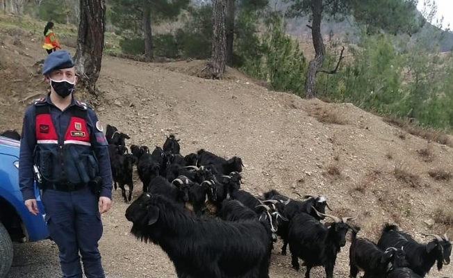  Fatma teyzenin kaybolan keçilerini jandarma buldu