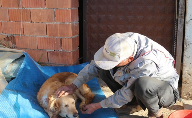 Gazipaşa'da köpeğinin vurulduğunu veterinere götürünce anladı