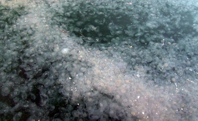 İstanbul’un ünlü sahilinde turistleri şaşkına çeviren manzara