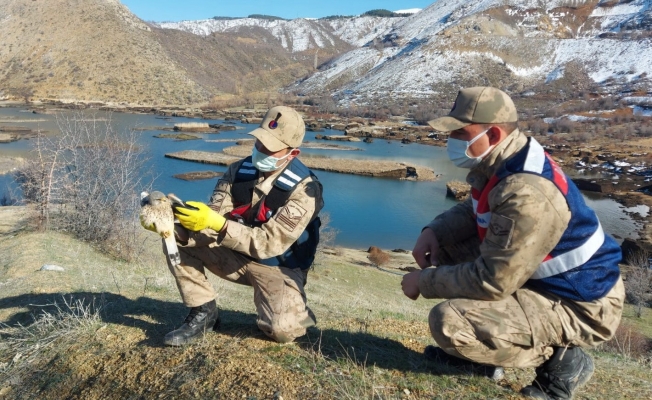 Jandarma ekipleri yaralı şahin için seferber oldu