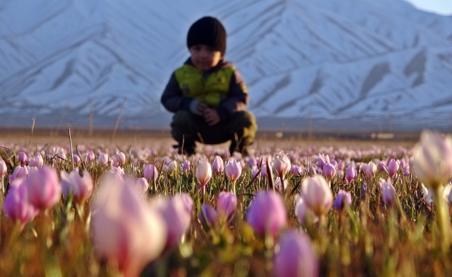 Karlı dağlarla birleşen kardelenler mest etti