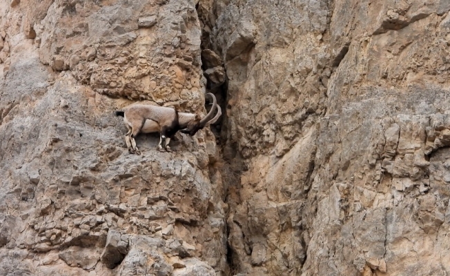 Kayaların usta tırmanıcıları