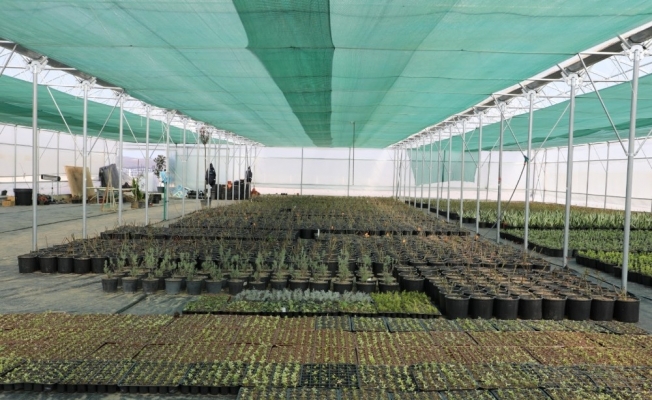 Kenti parkları tasarruflu çiçeklerle renklendirecek