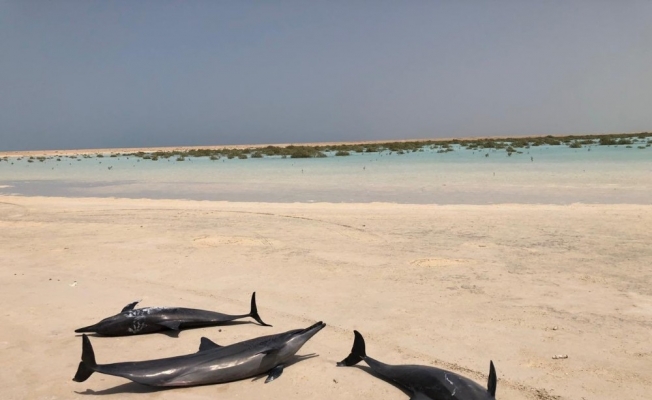 Kızıldeniz kıyısında mahsur kalan 40 yunus kurtarıldı