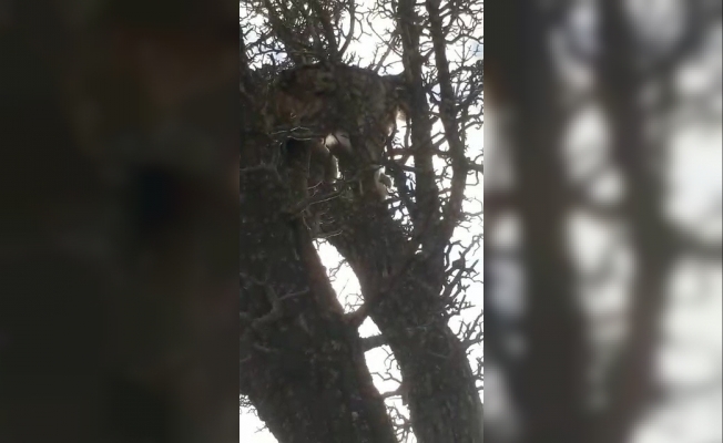 Köpeklerin saldırısından kaçan vaşak, ağaca çıkarak kurtuldu