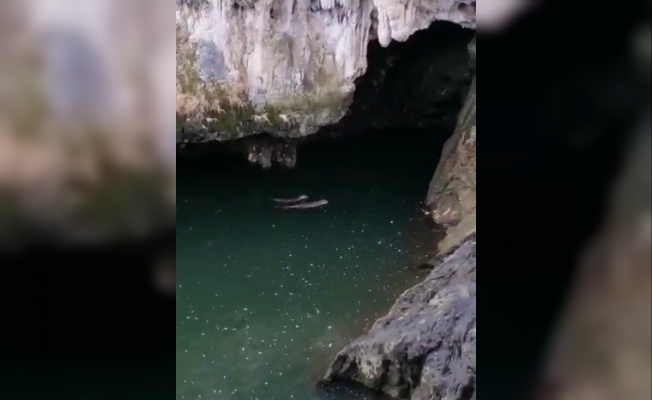 Koruma altında bulunan samurların yüzme keyfi