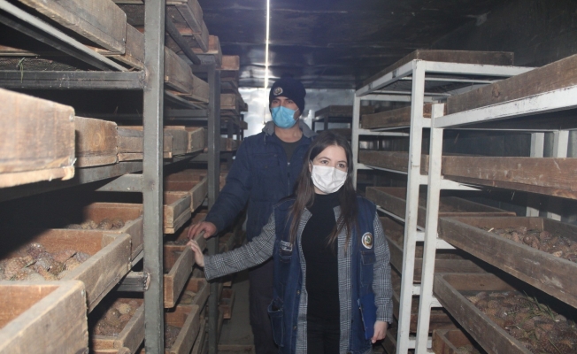 Küle dönen 2 bin hektarlık ormanlık alan yeniden yeşerecek