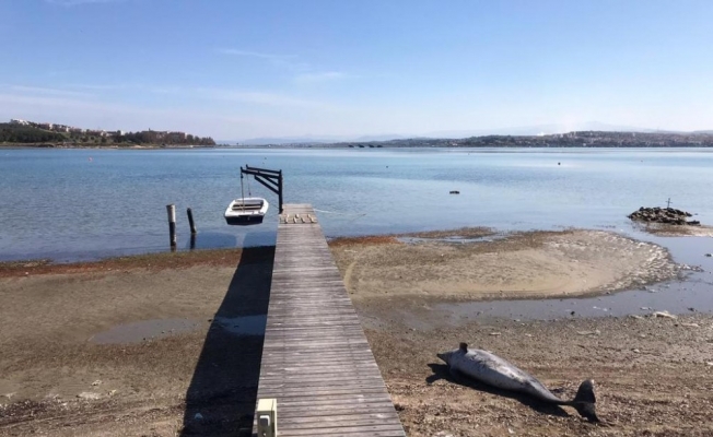 Kuraklık Ayvalık’ı vurdu, dev yunus balığının ölüsü bulundu
