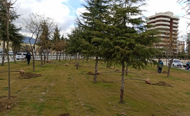 Manisa’da 3 günde tam 450 tane ağaç dikildi
