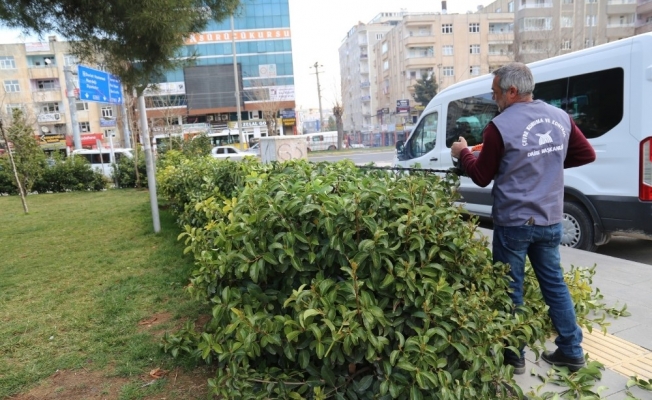 Mardin Büyükşehir Belediyesinden budama çalışmaları