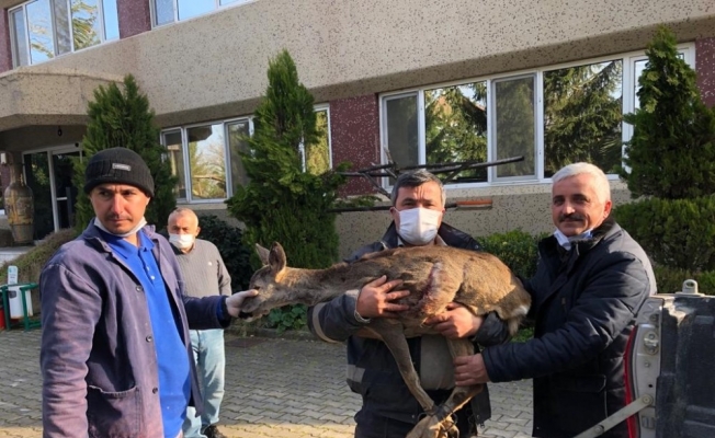 Muhtar karacayı köpeklere yem olmaktan kurtardı