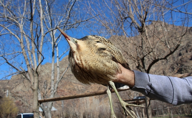 Nesli tükenen türlerden biriydi