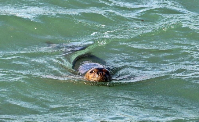 Nesli tükenme tehdidi altındaki Akdeniz foku, Boğaçayı'nda avlanırken objektiflere yakalandı