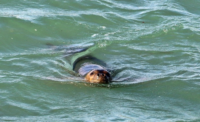 Nesli tükenme tehdidi altındaki Akdeniz foku, Boğaçayı’nda avlanırken objektiflere yakalandı