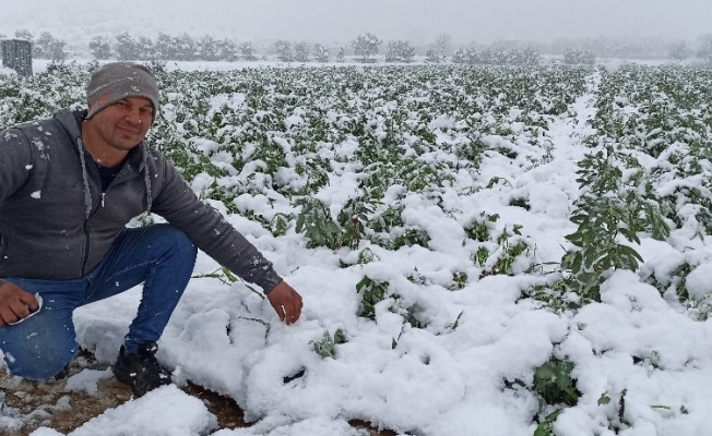 Ödemiş Ovası’na kar yağdı, bakla ve bezelye üreticileri tedirgin
