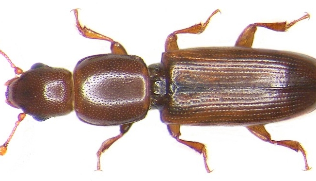 Ordu’da orman zararlılarına karşı predatör böcek