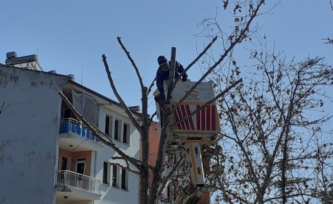 Osmancık’ta belediye ekipleri ağaçları buduyor