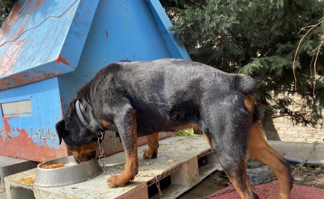 (Özel) Tren istasyonunda ayağı kopan köpek sağlığına kavuştu