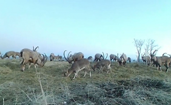 Popülasyonu artan dağ keçileri foto kapanla görüntülendi