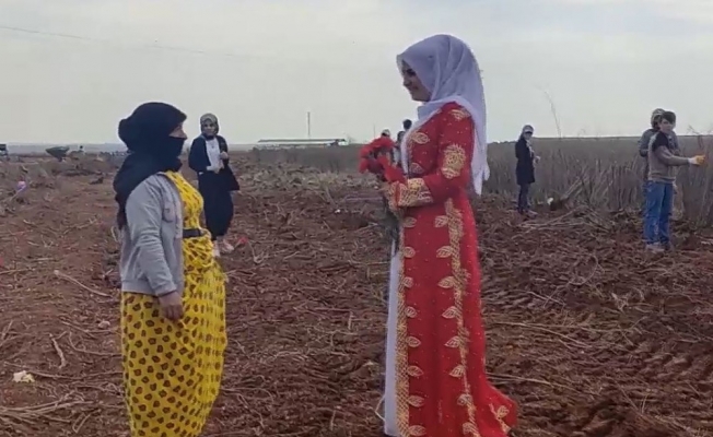 Şanlıurfa’da tarlada çalışan kadınlara 8 Mart sürprizi