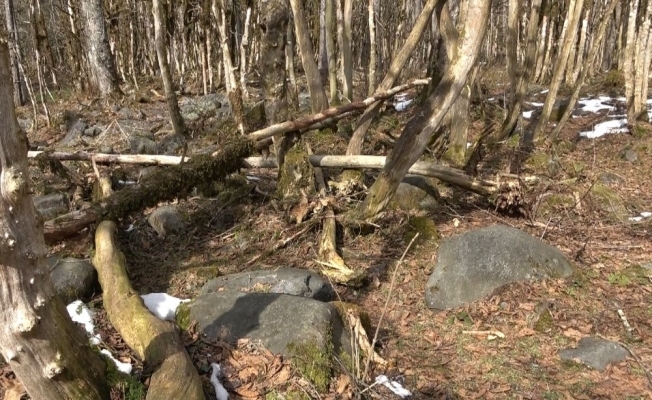 Şimşir Ormanları’nın kelebeklerle başı belada