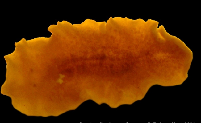 Sinop’ta yeni bir deniz canlısı keşfedildi